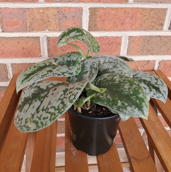 SOLD 🌱Scindapsus Pictus Exotica 3.5" pot - Picture 10 of 11